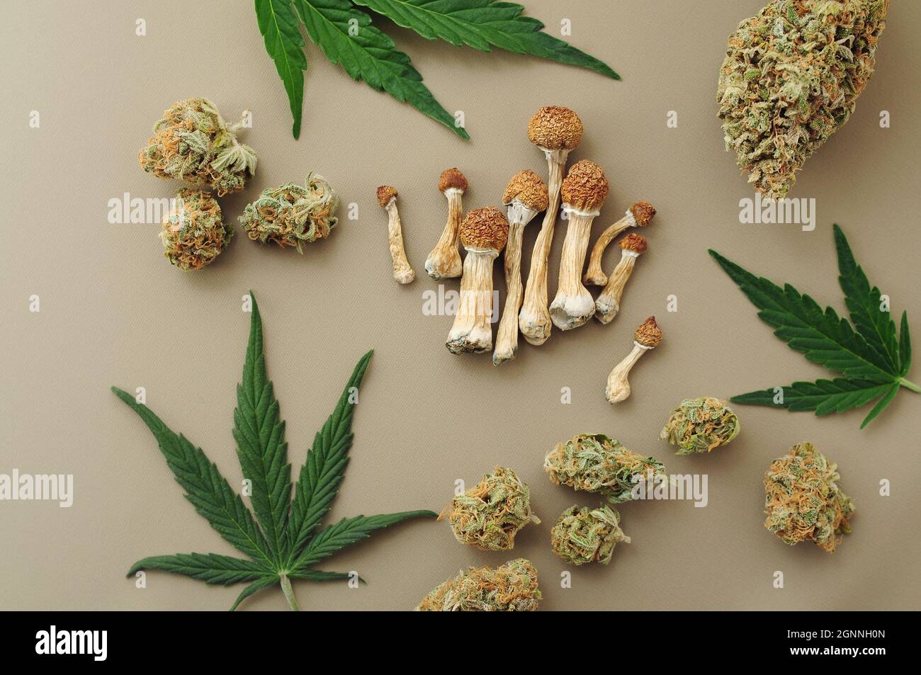 Voyage psychédélique, loisirs dans le quartier des affaires. Concept de micro-dosage. Champignons psilocybe séchés et bourgeons de cannabis sur fond ivoire. Banque D'Images