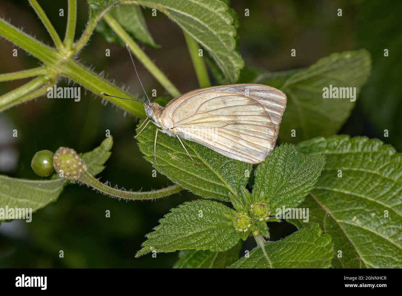 Adulte Grand papillon blanc du Sud de l'espèce Ascia monuste Banque D'Images