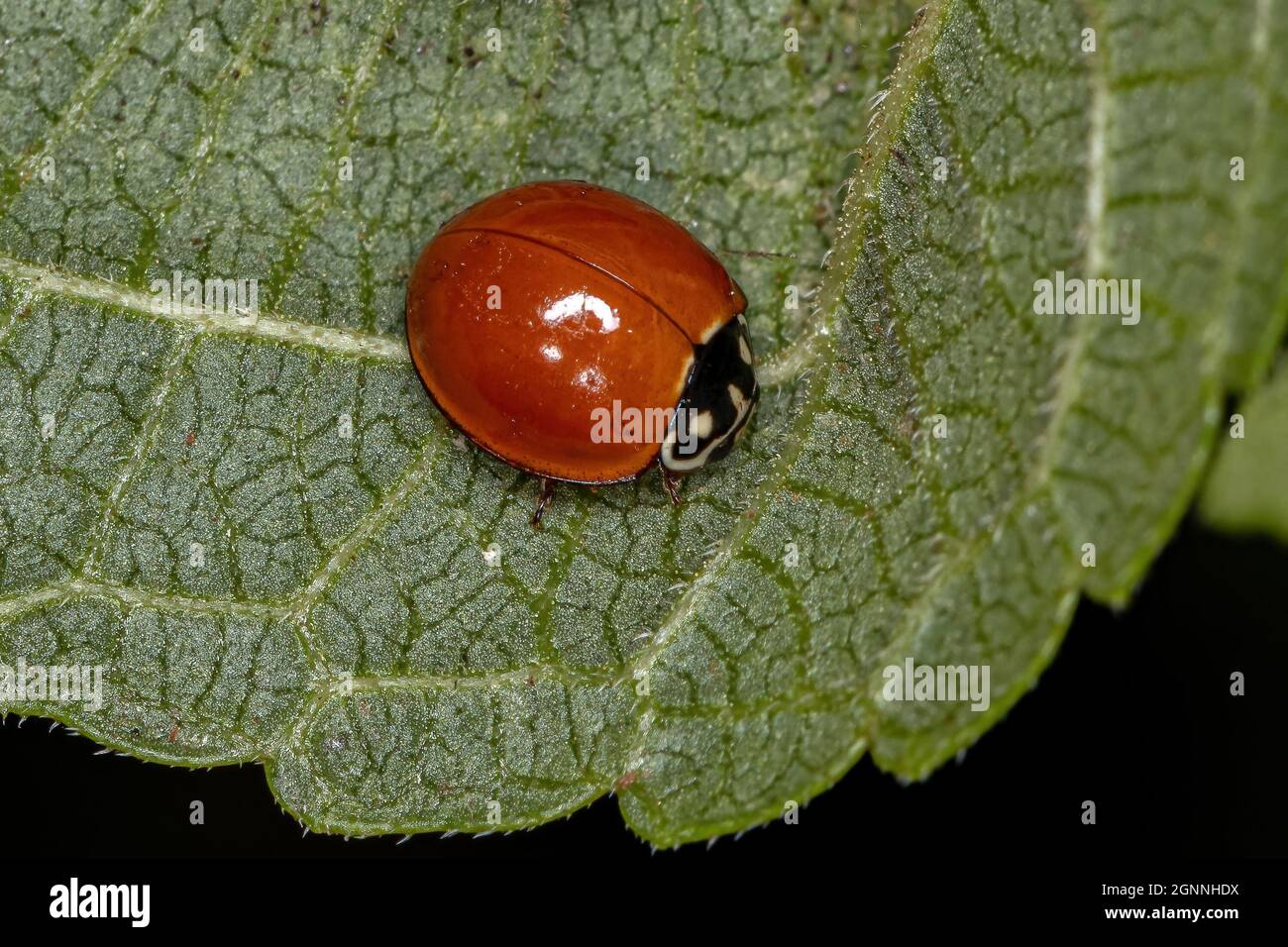 Adulte immaculée Lady Beetle de l'espèce Cyclone sanguinea Banque D'Images