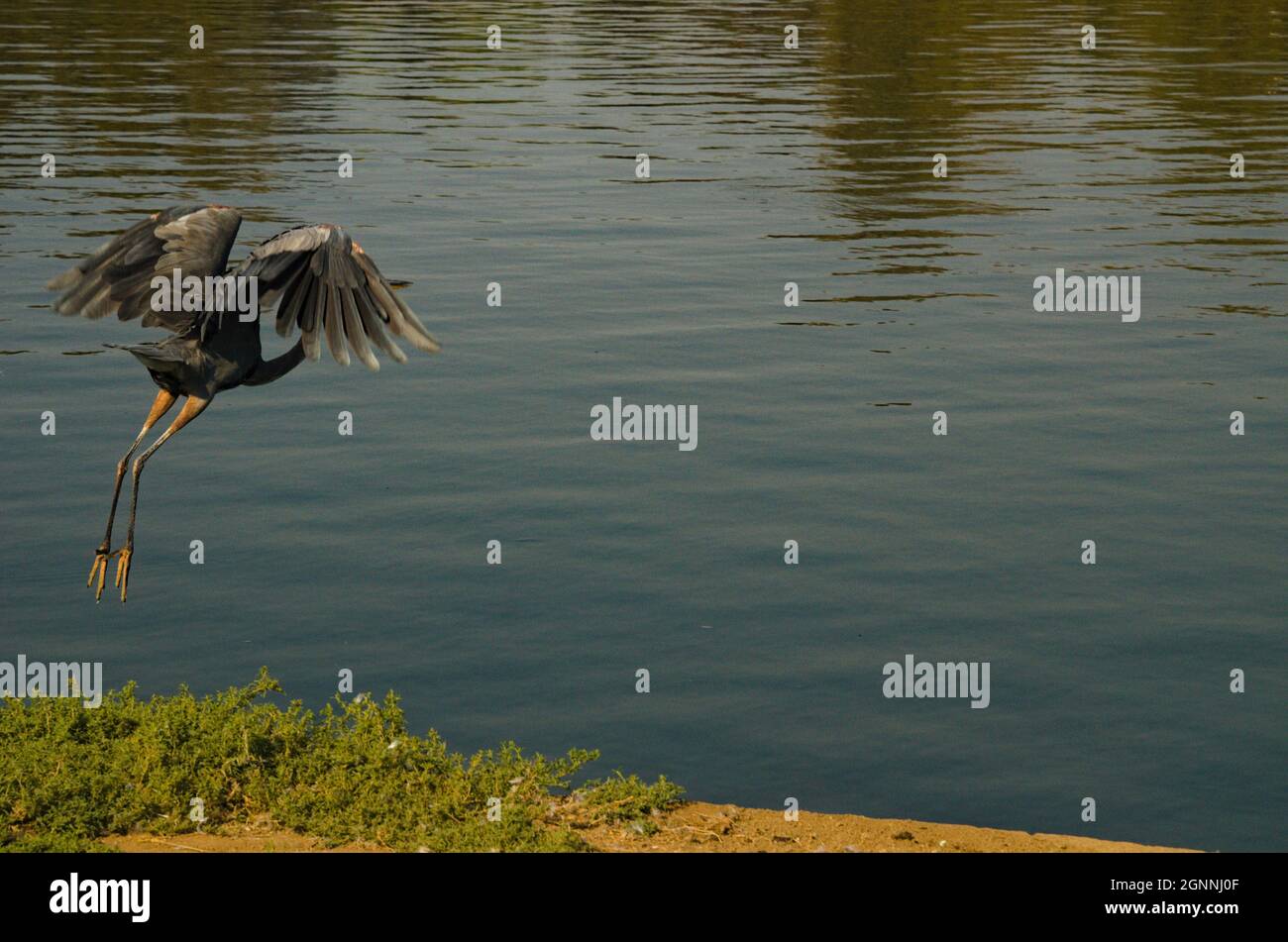 Un héron à tête rouillée, qui scinde magnifiquement ses ailes. Cet oiseau exotique avec sa large et colorée aile étendue et très longues jambes minces. Parc lac, Banque D'Images