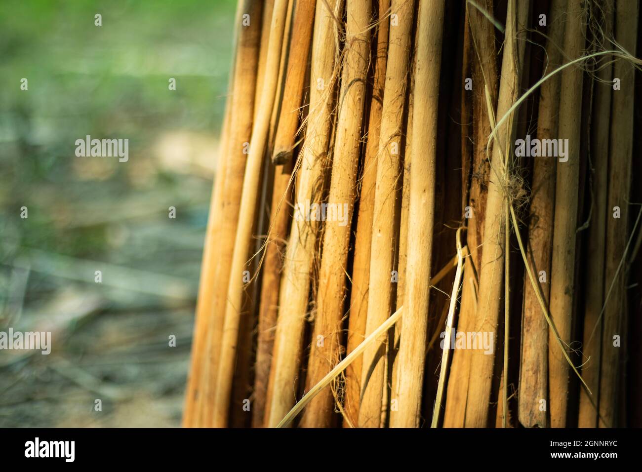 Après l'extraction de la fibre du jute, les bras de jute restent inutilisés.Ces bâtons sont généralement utilisés comme combustible domestique dans la zone rurale Banque D'Images