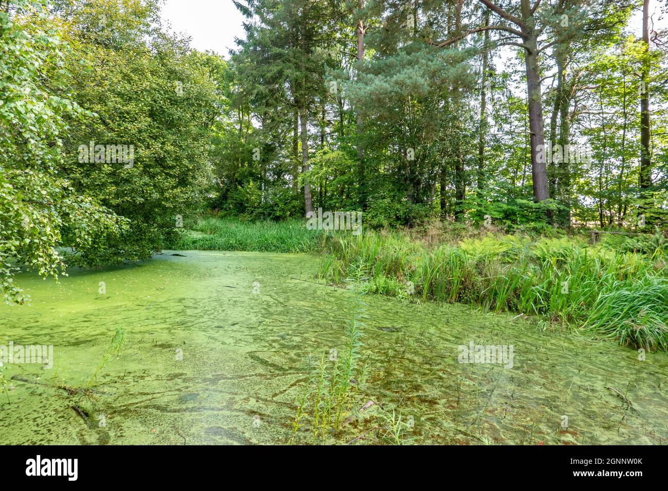 Curlilng Pond à Pineapple Folly dans Dunmore Park, à Airth près de Stirlingshire, en Écosse, royaume-uni appartenant à la Natiional Trust for Scotland Banque D'Images