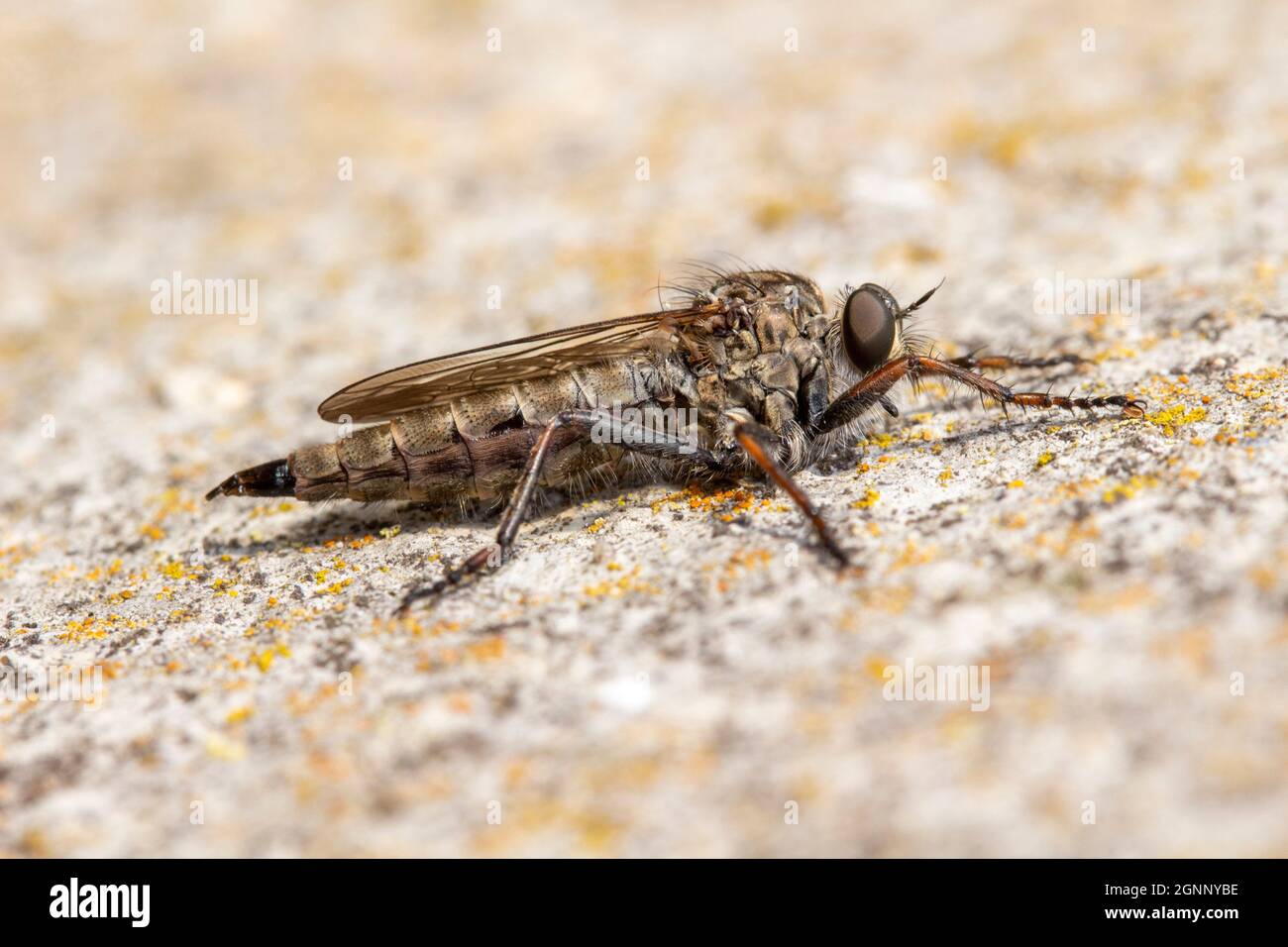 Héath brun de Robberfly Machimus cingulatus Banque D'Images