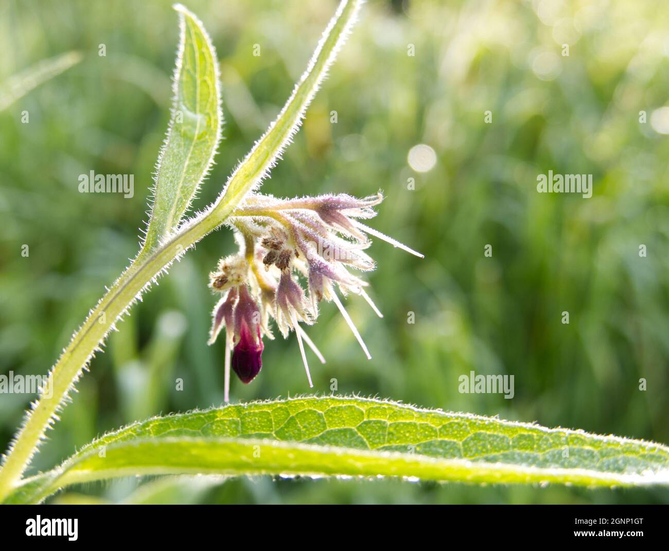 Gros plan des fleurs et des feuilles de la Comfrey commune (Symphytum officinale), rétroéclairé par le soleil du matin. Arrière-plan bokeh. Banque D'Images