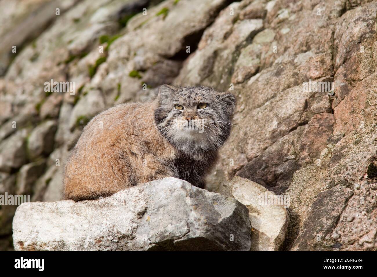 Chat de Pallas (Otocolobus manul) (Felis manul), ou Manul, originaire d'Asie centrale, captive, Royaume-Uni Banque D'Images