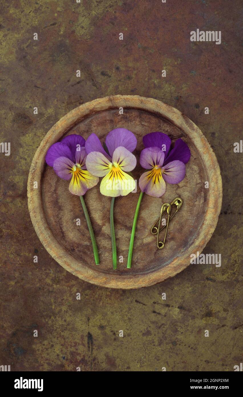 Plaque en bois contenant trois pansies ou Viola tricolor et deux épingles de sécurité en laiton utilisées Banque D'Images