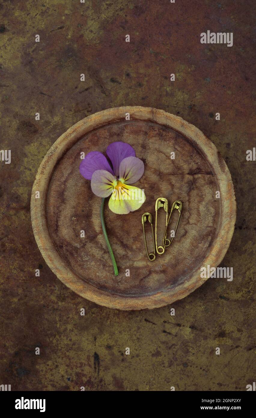 Plaque en bois contenant trois pansies ou une tricolore Viola et trois épingles de sécurité en laiton utilisées Banque D'Images