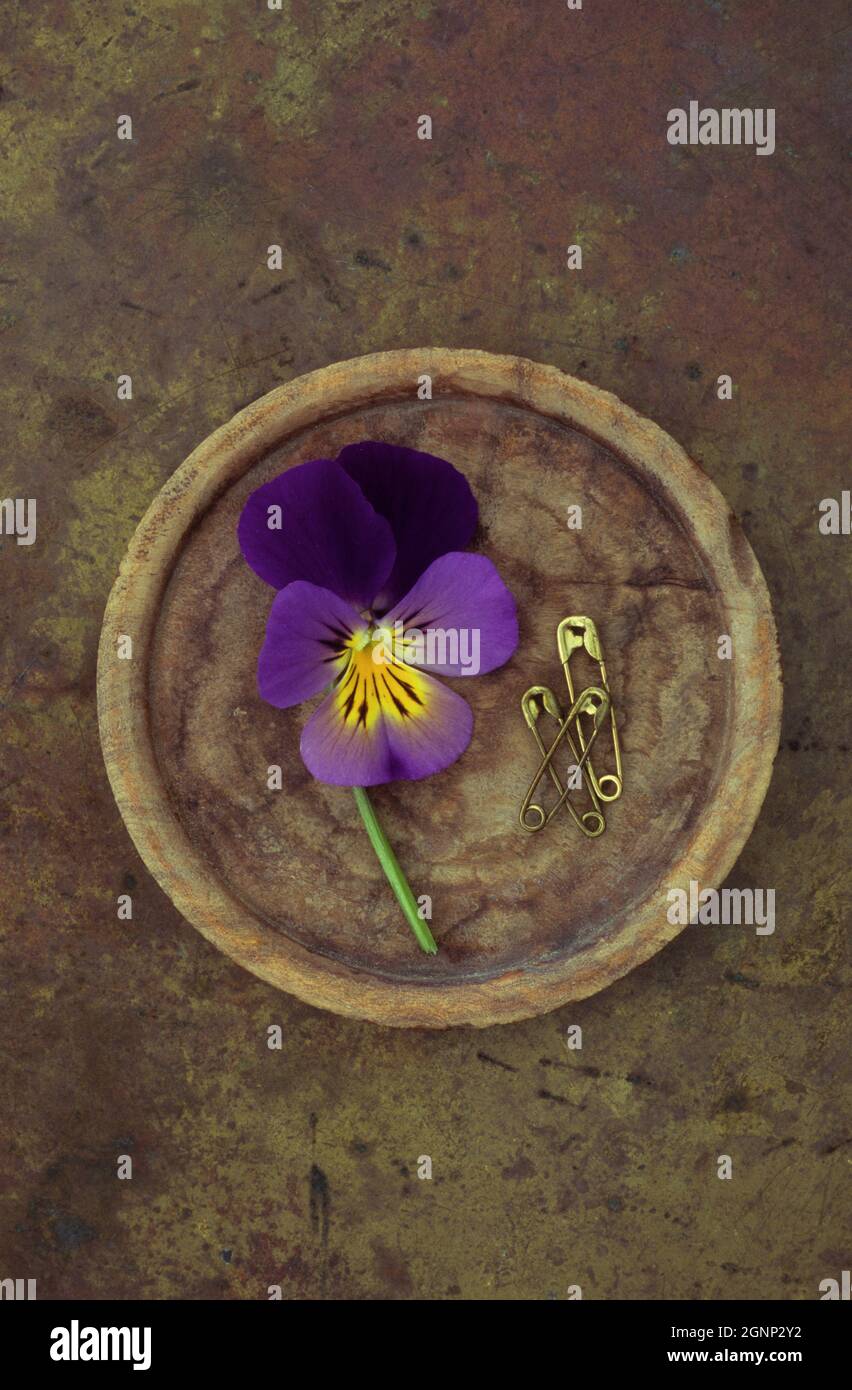 Plaque en bois contenant trois pansies ou une tricolore Viola et trois épingles de sécurité en laiton utilisées Banque D'Images