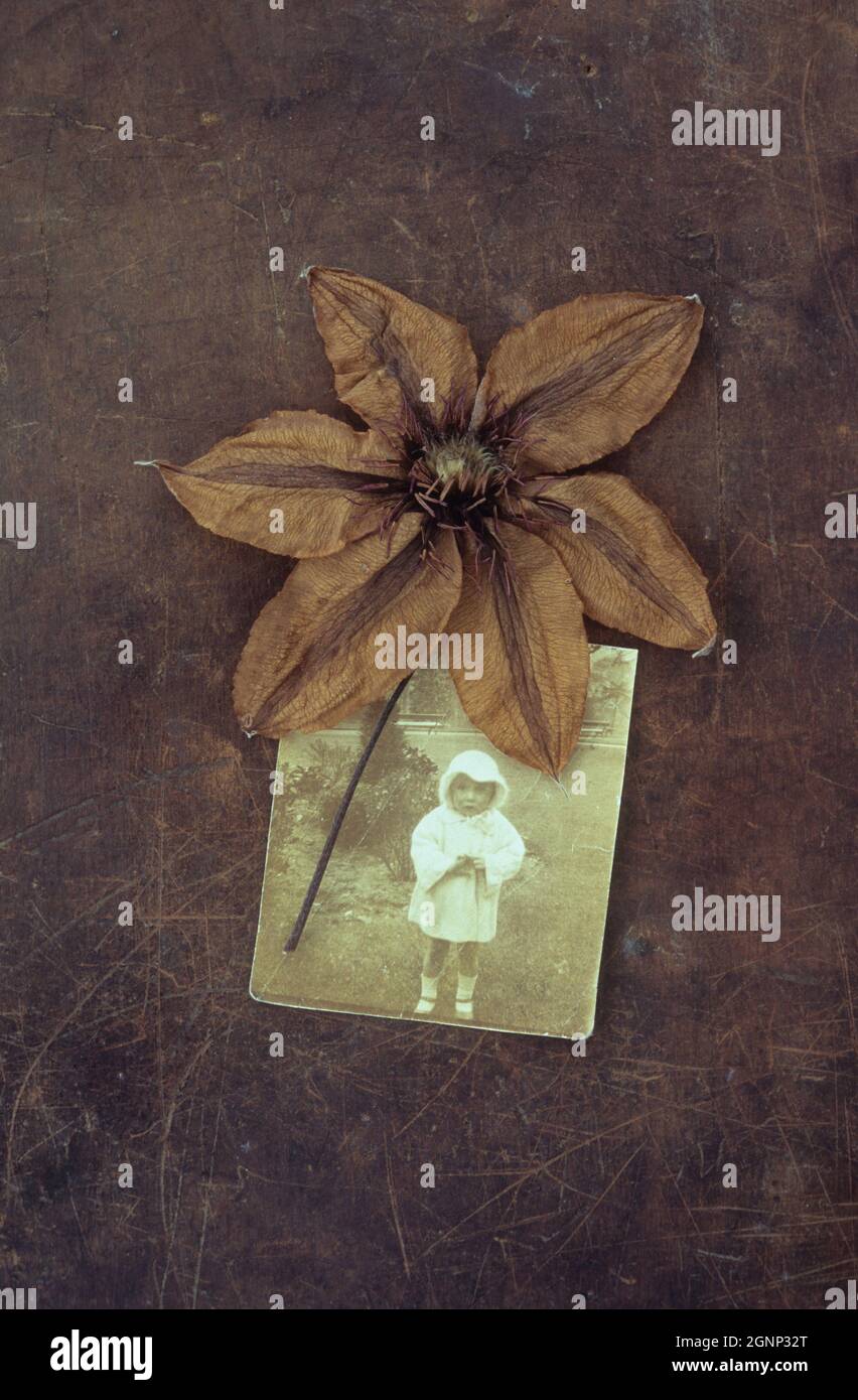 Fleurs séchées de Clematis Hagley hybride couché avec ses tiges sur le cuir éraflé avec photo de l'enfant des années 1910 dans le parc Banque D'Images