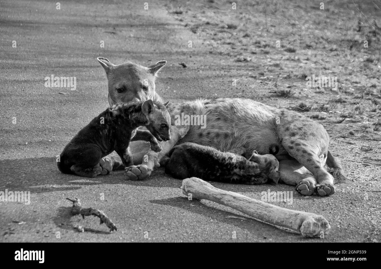 Une mère Hyena tachetée et des petits en Afrique australe Banque D'Images