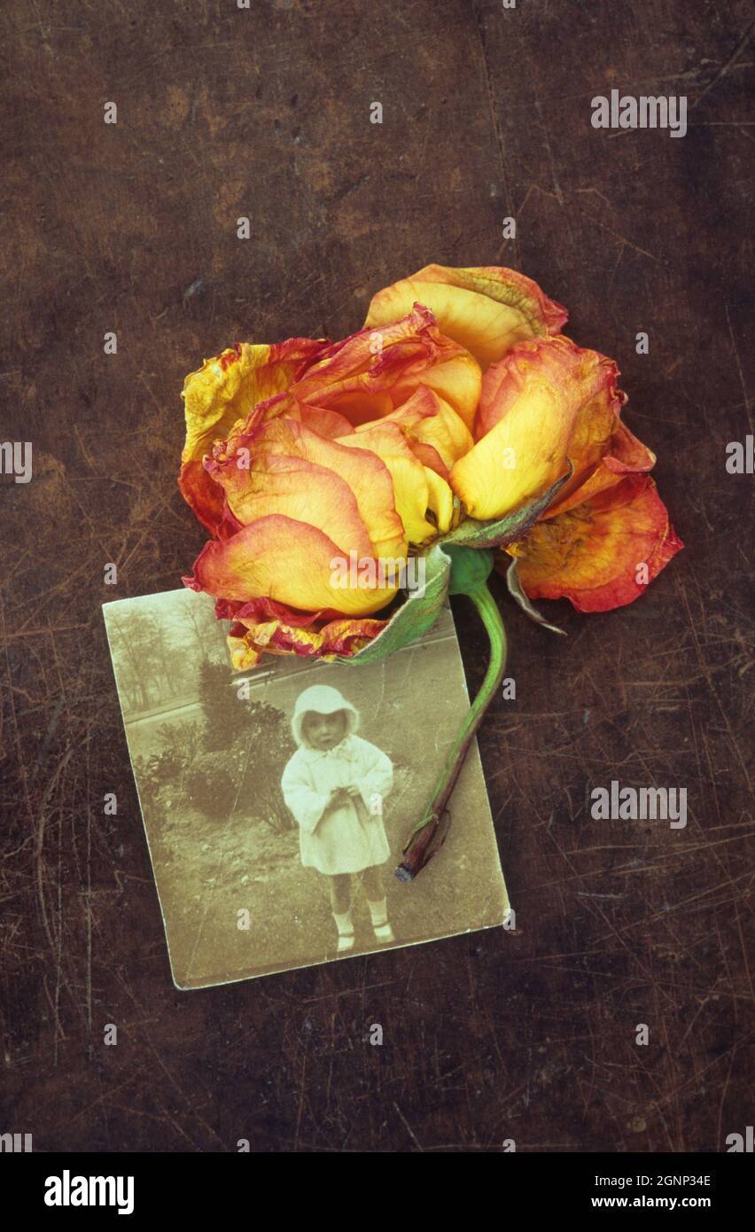 Rose jaune et orange fanée ou Rosa Sallys couché sur cuir rasé avec photo sépia du jeune enfant des années 1910 dans le parc Banque D'Images Rose jaune et orange fanée ou Rosa Sallys couché sur cuir rasé avec photo sépia du jeune enfant des années 1910 dans le parc Banque D'Images