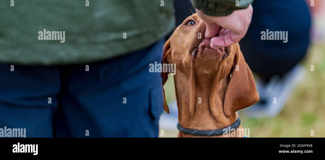 Un chien reçoit un régal en attendant d'aller sur le ring à un spectacle de chiens de comté Banque D'Images