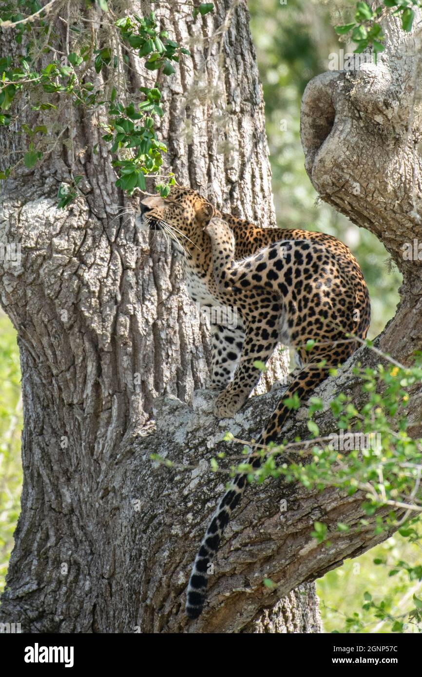 Kataragama, Sri Lanka. 25 septembre 2021. Un léopard est vu au parc national de Yala (également connu sous le nom de parc national de Ruhunu), à environ 260kms au sud-est de la capitale Colombo. Le parc national de Yala est le deuxième parc national le plus grand et le plus populaire. (Photo de Krishan Kariyawasam/Pacific Press) crédit: Pacific Press Media production Corp./Alay Live News Banque D'Images