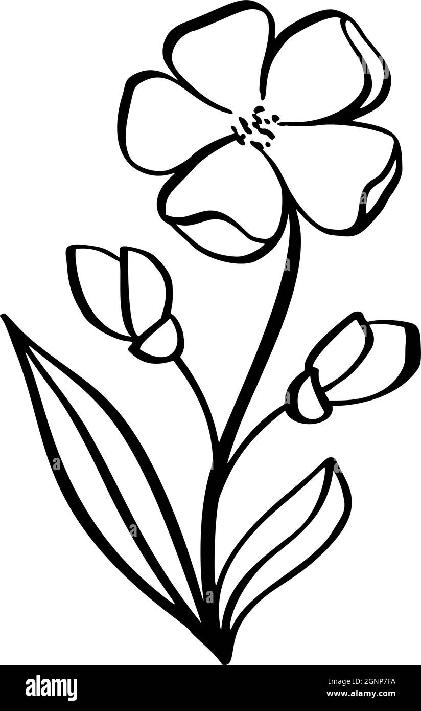 Pinceau de calligraphie de trait graphique d'été dessiné à la main avec motif floral. Fleur de printemps design naturel. Graphique, dessin d'esquisse en forme de fleur Illustration de Vecteur