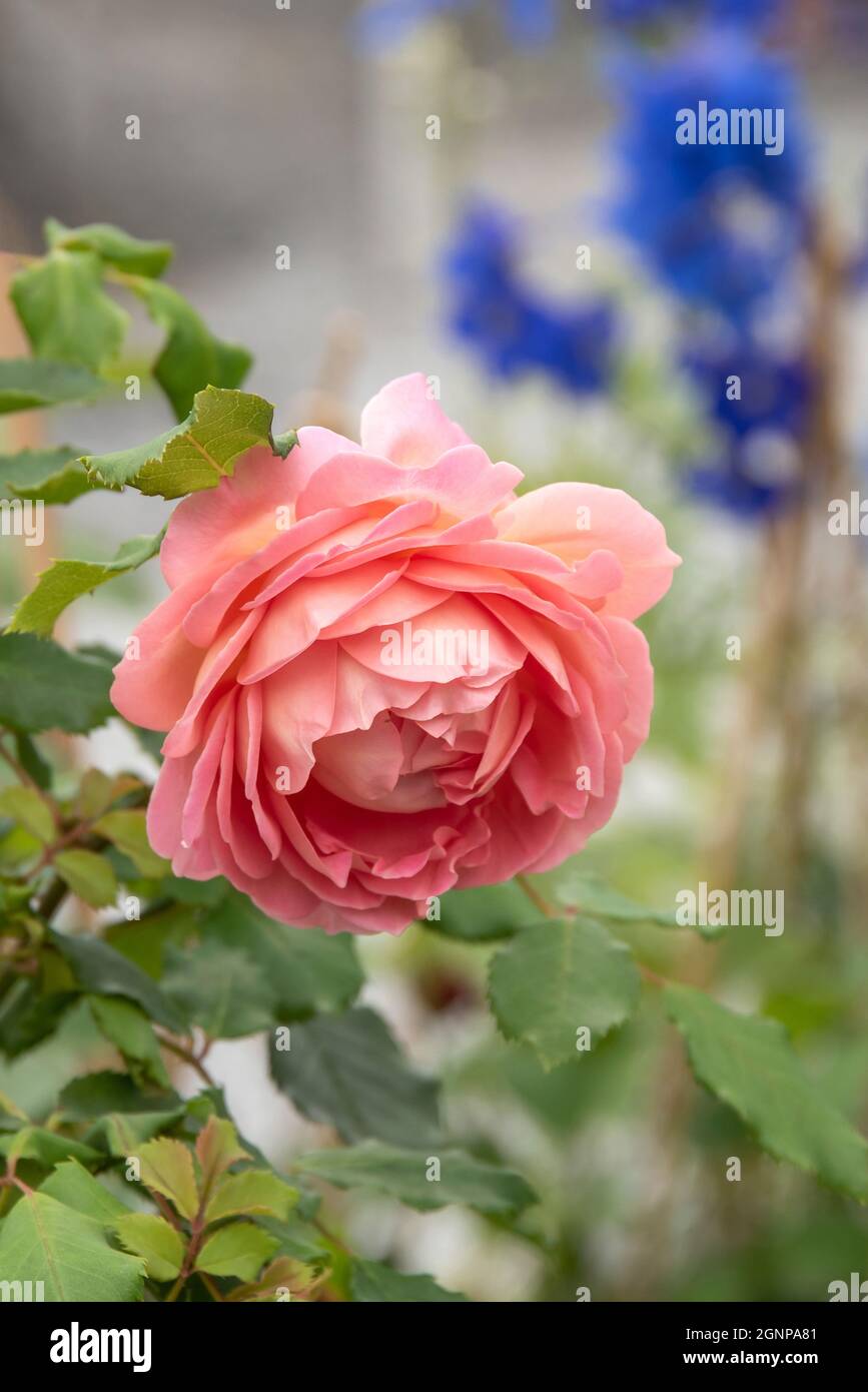 Célébration du Jubilé de la rose (célébration du Jubilé de la Rosa, célébration du Jubilé de la Rosa), célébration du Jubilé de la fleur du cultivar, Allemagne Banque D'Images