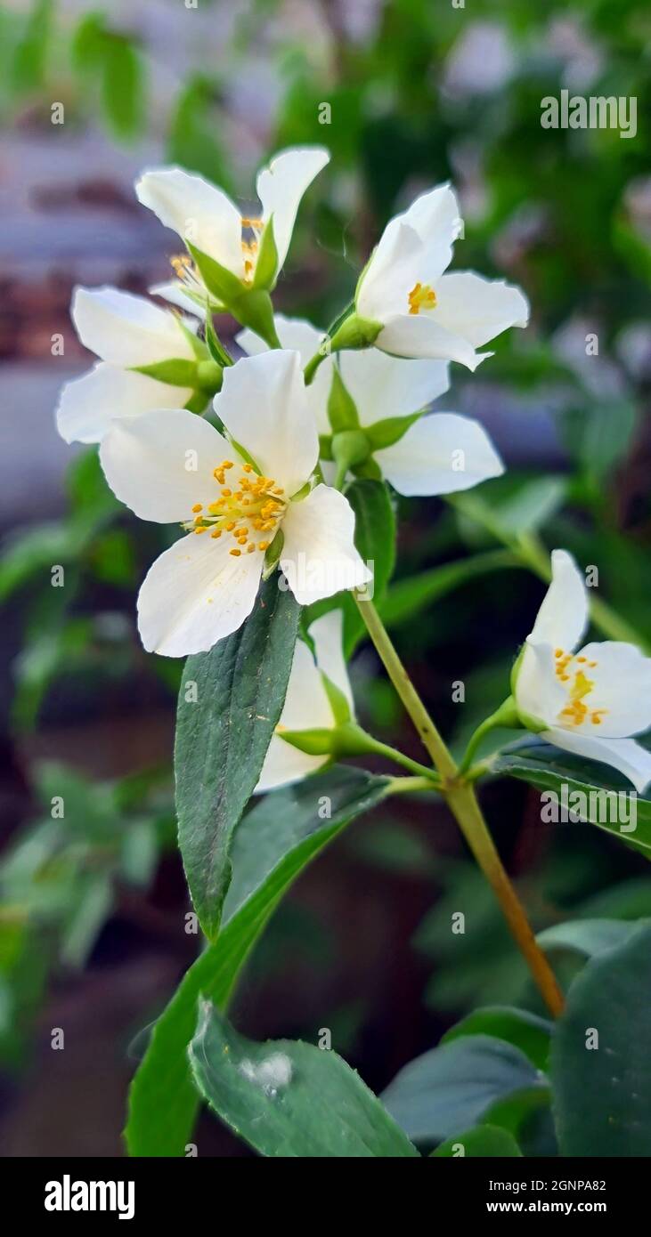 Syringa, sweet mock-orange (Philadelphus coronarius), blooming Banque D'Images