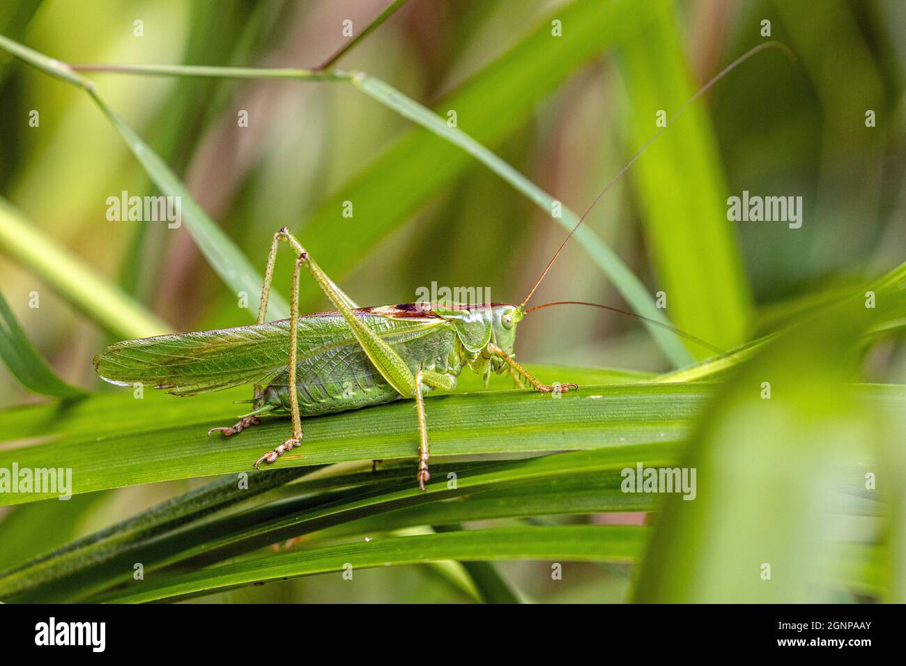 Great Green Bush-Cricket, Green Bush-Cricket (Tettigonia viridissima), homme, Allemagne, Bavière Banque D'Images