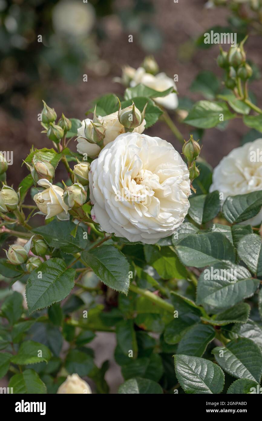 Rose Artemis (Rosa 'Artemis', Rosa Artemis), fleurs de cultivar Artemis Banque D'Images