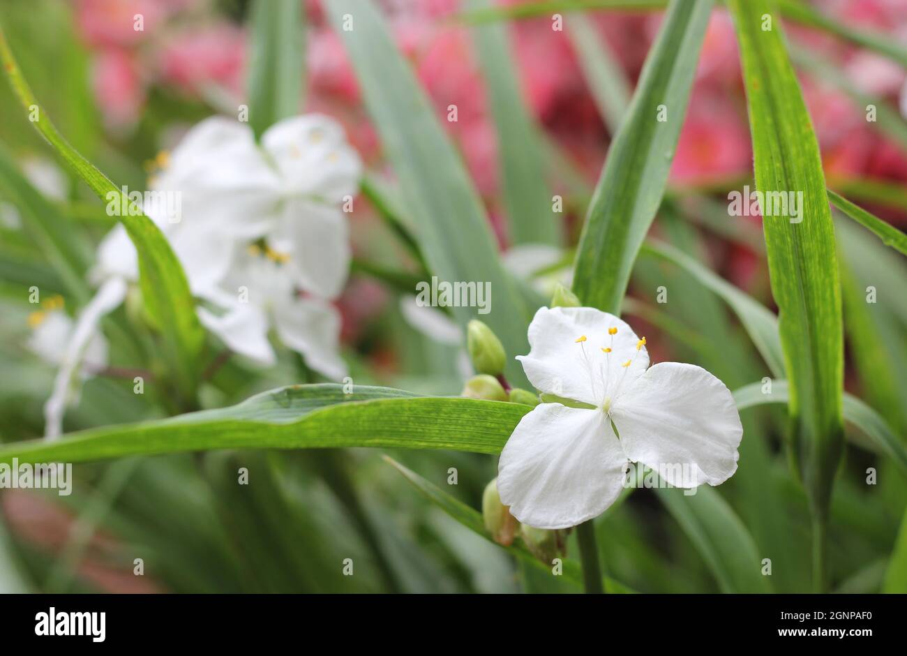 Fleur blanche à trois pétales floraison au début du printemps avec fleurs  roses en arrière-plan Photo Stock - Alamy