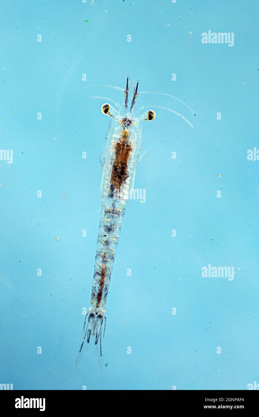 Crevettes opossum (Mysis spec.), vue de dessus, prise de vue macro Banque D'Images