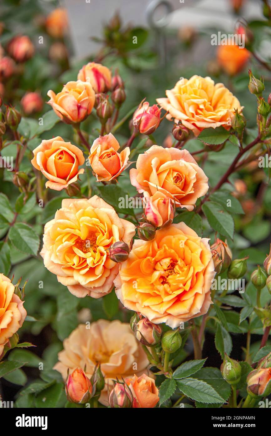Rose Apricot Clementine (Rosa 'Apricot Clementine', Rosa Apricot Clementine), fleurs du cultivar Rosa Apricot Clementine, Allemagne Banque D'Images