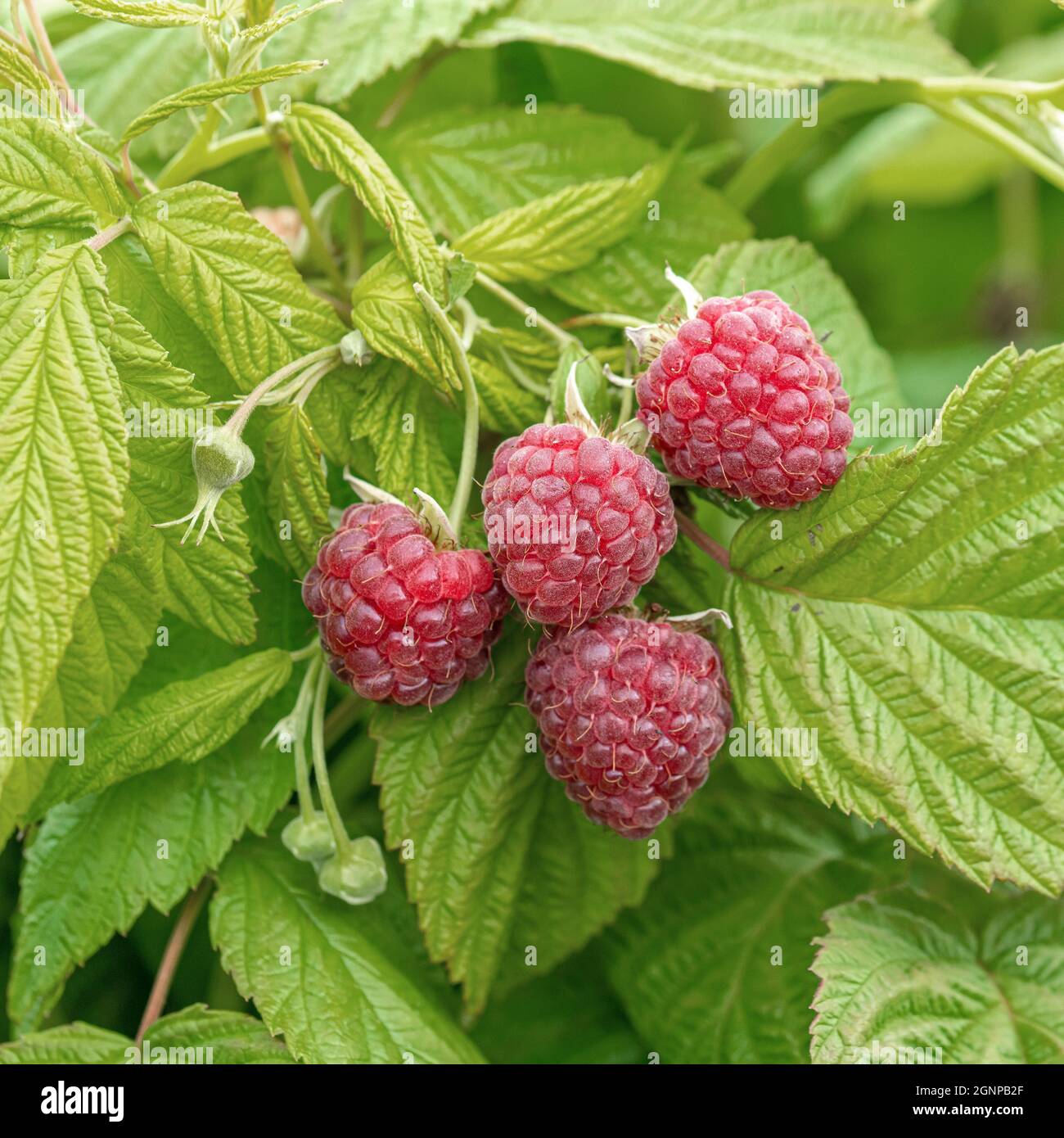 Framboise rouge européenne automne heureux (Rubus idaeus 'Autumn Happy', Rubus idaeus Autumn Happy), framboises rouges sur une branche, cultivar automne heureux Banque D'Images