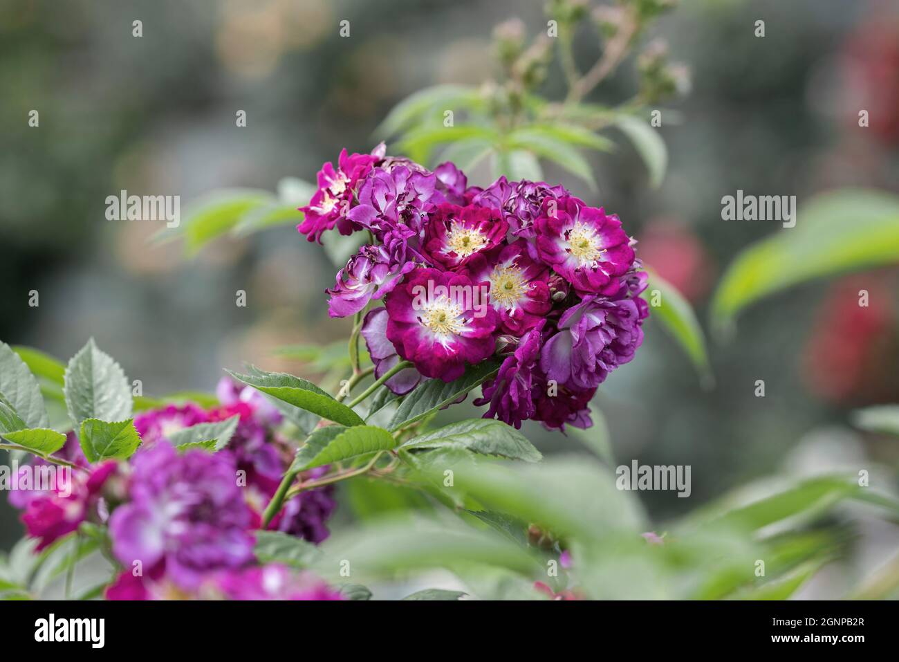 Rose Bleu vivace (Rosa 'Bleu vivace', Rosa Bleu vivace), fleurs de cultivar Bleu vivace, Allemagne Banque D'Images