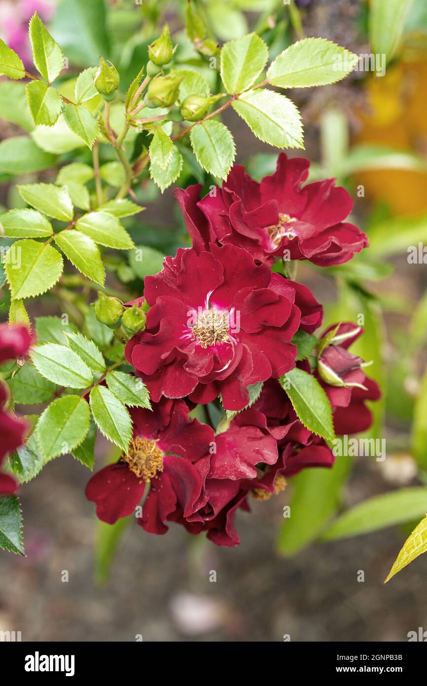 Rose Rosa 'Bienenweide Rot' (Rosa 'Bienenweide Rot', Rosa Bienenweide Rot), rose du cultivar Bienenweide Rot Banque D'Images