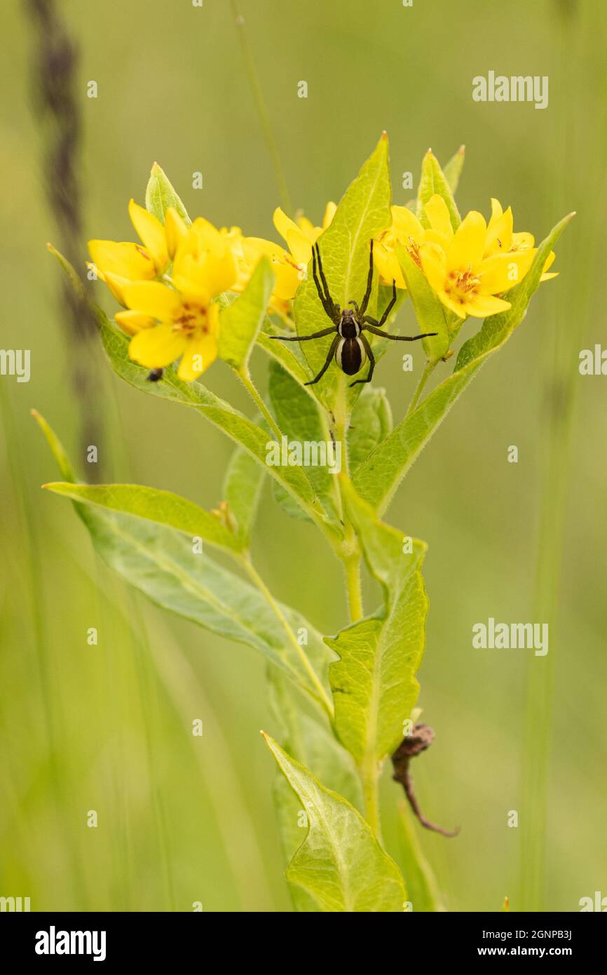 Araignée de pêche fimbriée (Dolomedes fimbriatus), qui se cache sur le loosestrife, Allemagne, Bavière Banque D'Images