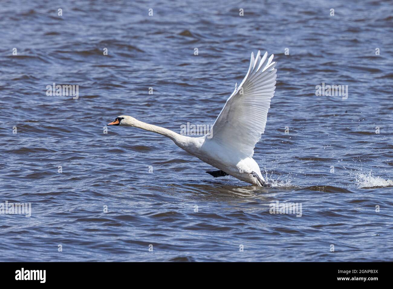 Mute Swan (Cygnus olor), décollage de la surface du lac, Allemagne, Bavière, lac Chiemsee Banque D'Images
