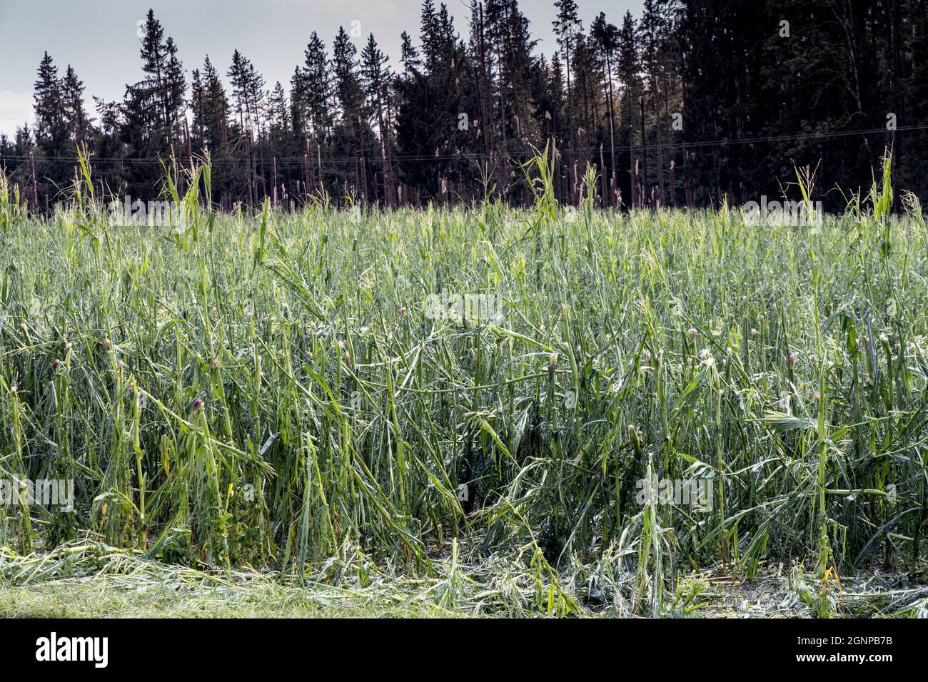 Le maïs indien (Zea mays) a détruit le champ de maïs après une tempête de grêle, en Allemagne, en Bavière Banque D'Images