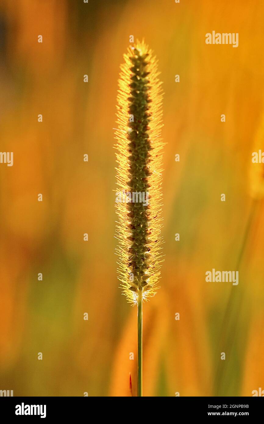 Soies jaunes, queue de bœuf blanche, queue de bœuf, herbe de pigeon (Setaria pumila, Setaria glauca), inflorescence en contre-jour, Allemagne, Nord Banque D'Images