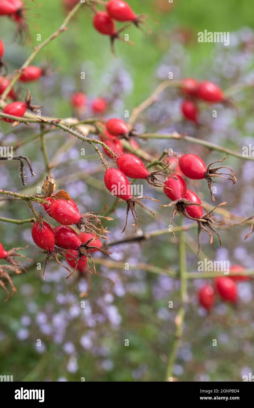 Sweet Briar Rose, Eglantine rose (Rosa rubiginosa, Rosa eglanteria), branche avec fruits, Allemagne Banque D'Images