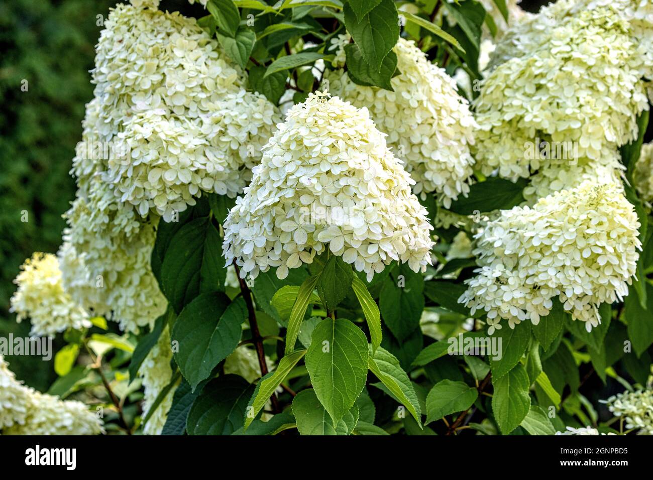 Panicule hortensia (Hydrangea paniculata), floraison Banque D'Images