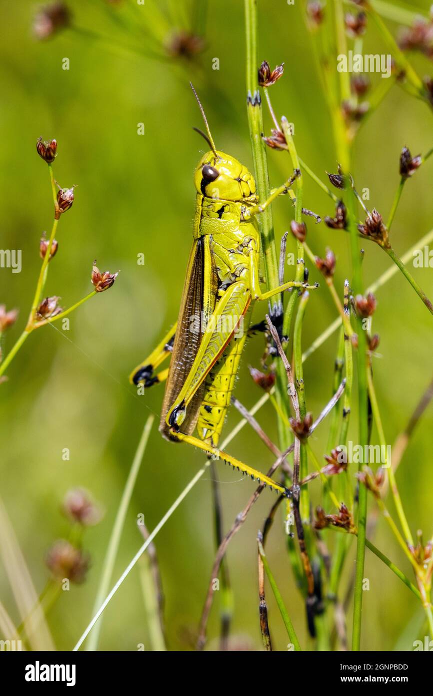 Grand sauterelle de marais (Mecosithus grossus, Stethophyma grossum), se trouve sur des rushes, Allemagne, Bavière Banque D'Images