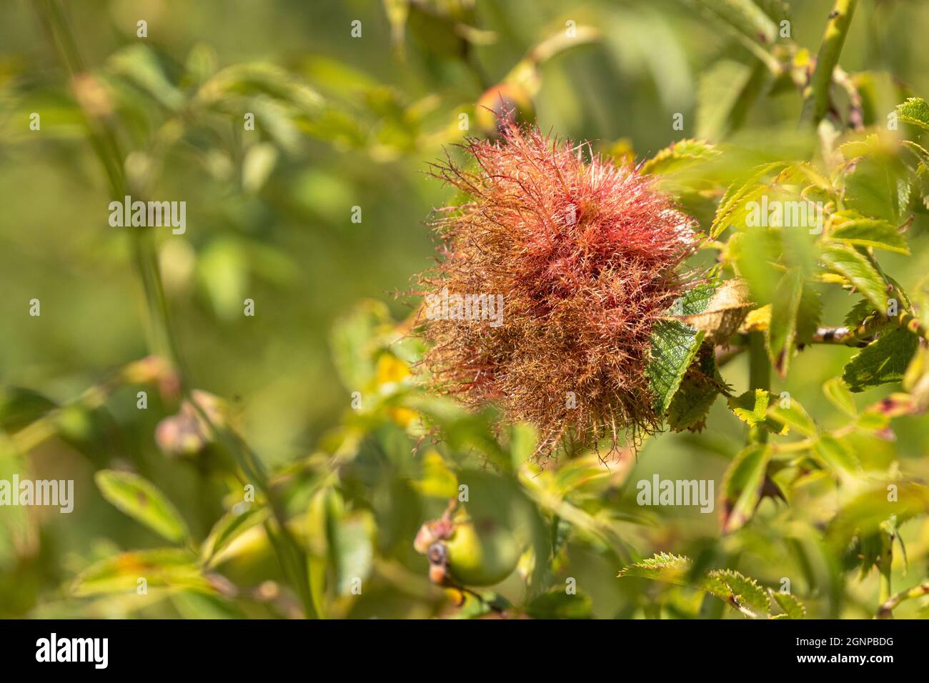 Guêpe à la rose moussy, guêpe à la Galle bedeguar (Diplolepis rosae), vésicule à la rose, Allemagne, Bavière Banque D'Images