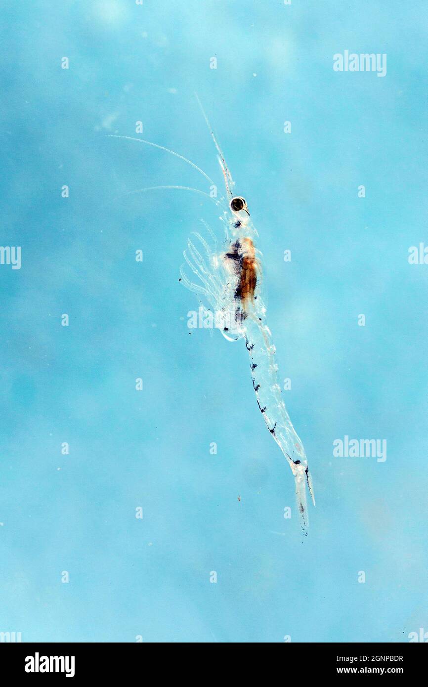 Crevettes opossum (Mysis spec.), vue latérale, gros plan Banque D'Images