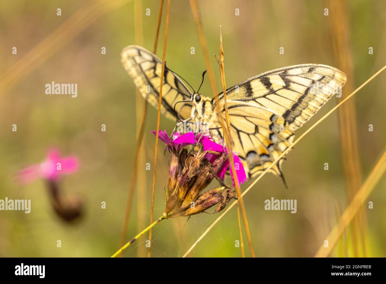 Swallowtail (Papilio machaon), suce le nectar d'un rose carthusien, Allemagne, Bavière, Erdinger Moos Banque D'Images