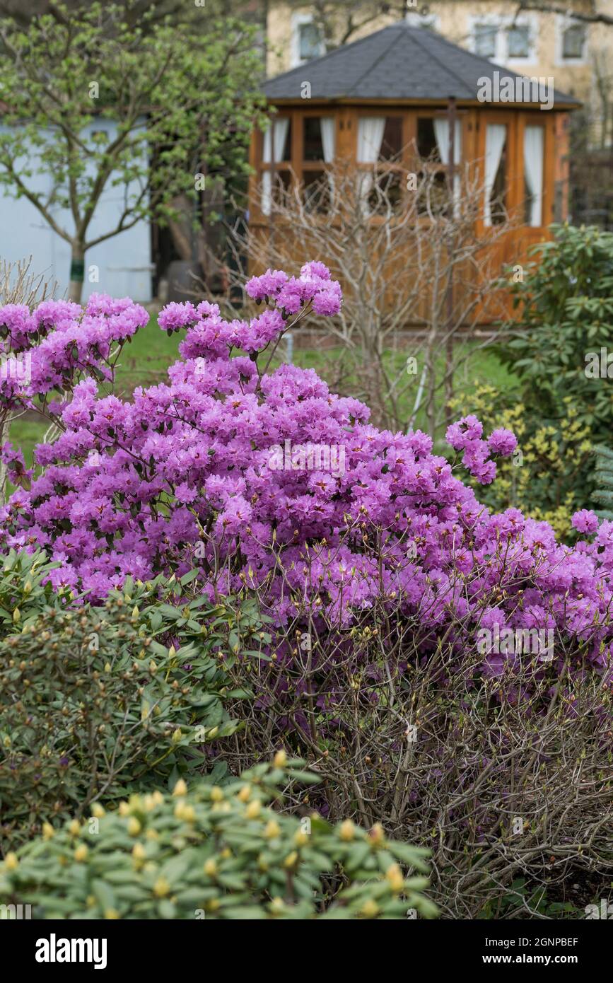 rhododendron (Rhododendron 'PJ Mezitt', Rhododendron PJ Mezitt), floraison, cultivar PJ Mezitt Banque D'Images