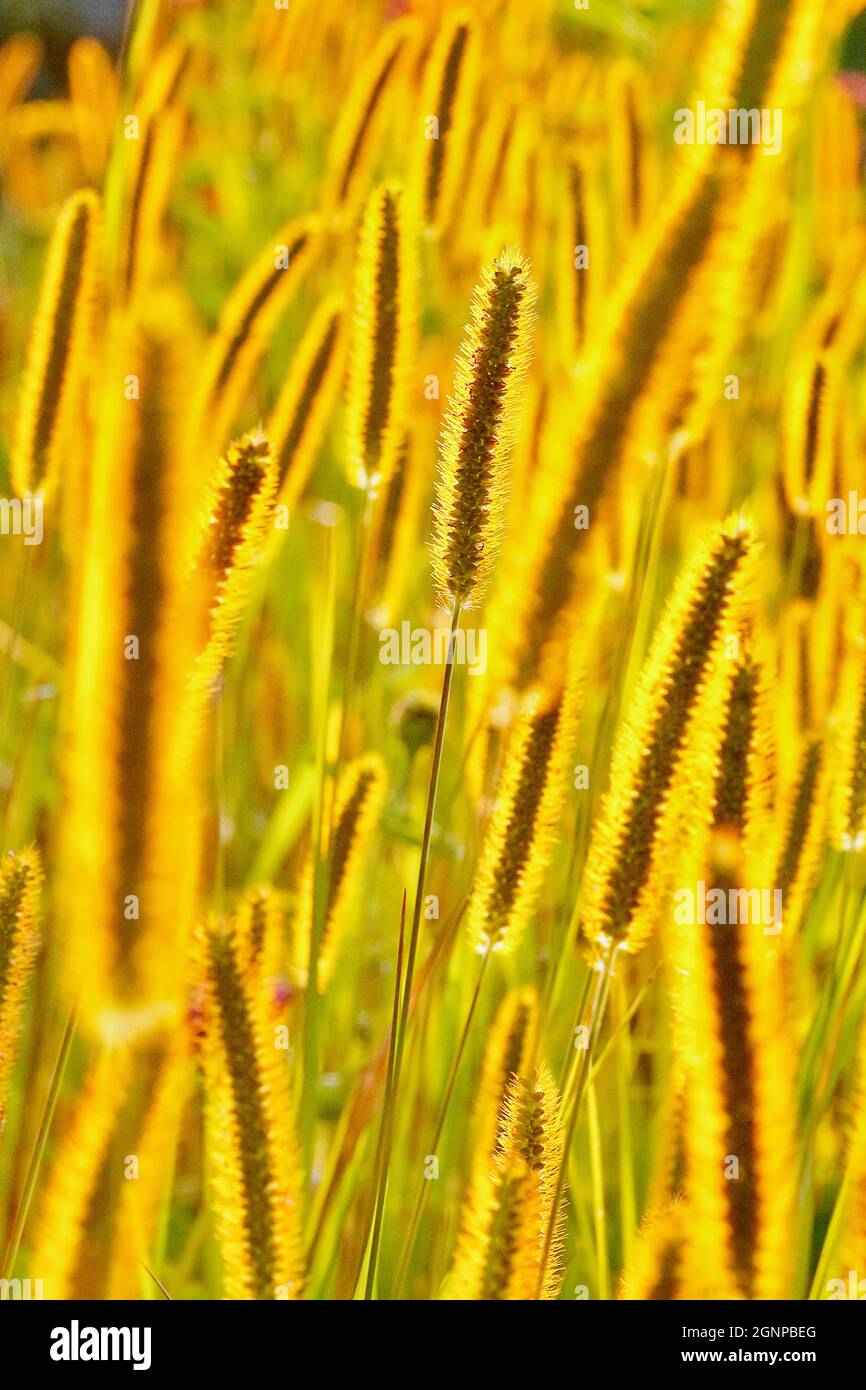 Soies jaunes, queue de bœuf blanche, queue de bœuf, herbe de pigeon (Setaria pumila, Setaria glauca), inflorescence en contre-jour, Allemagne, Nord Banque D'Images
