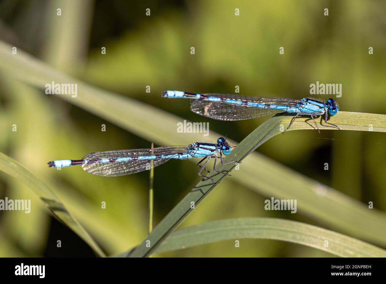 La mouche bleue commune, la mouche bleue commune (Enallagma cyathigera, Enallagma cyathigerum), deux mâles sur Outlook, Allemagne, Bavière Banque D'Images