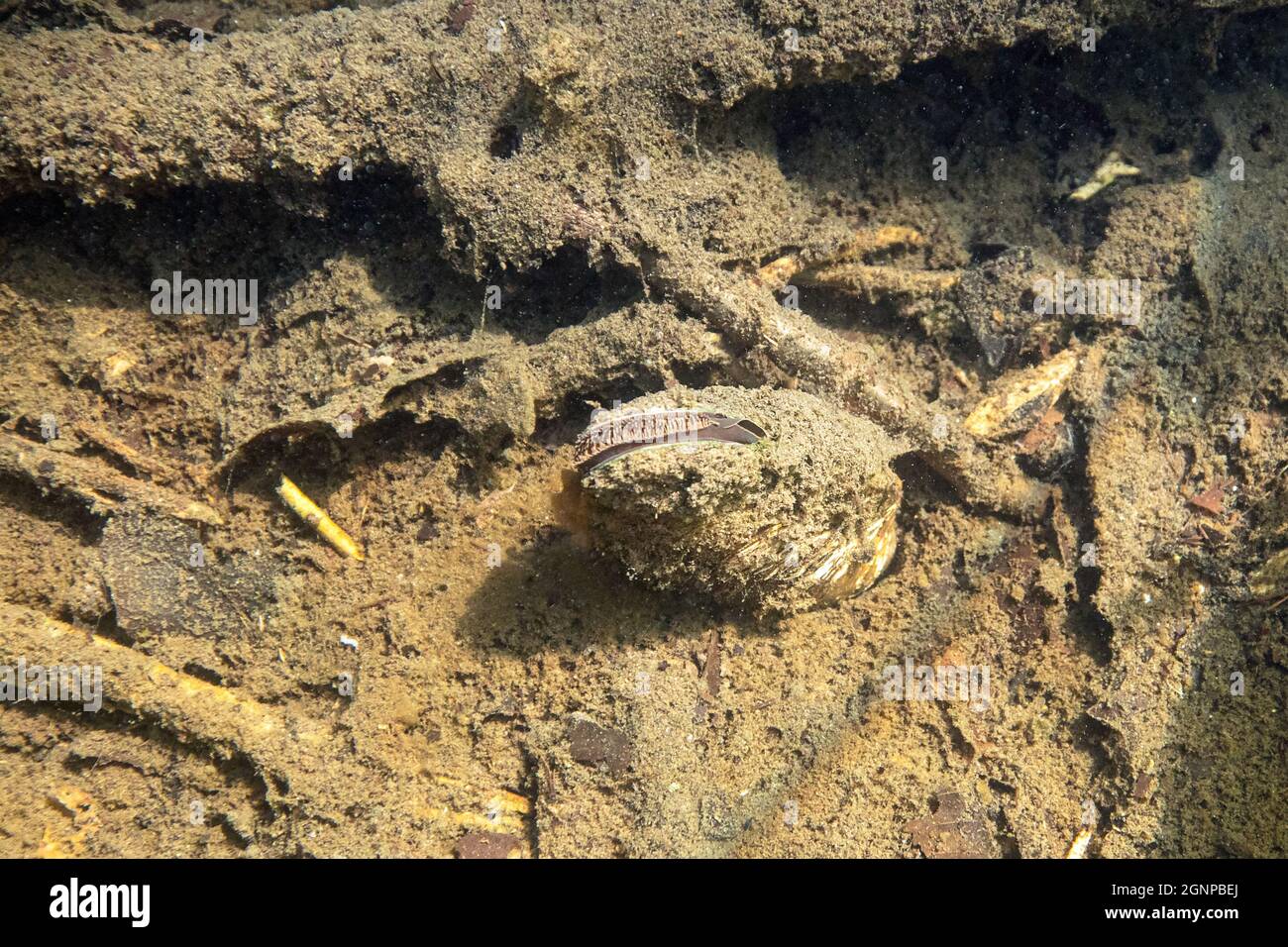 Moule cygnée (Anodonta cygnea), creusée dans un fond de lac boueux, Allemagne, Bavière, Eggstaett-Hemhofer Seenplatte Banque D'Images