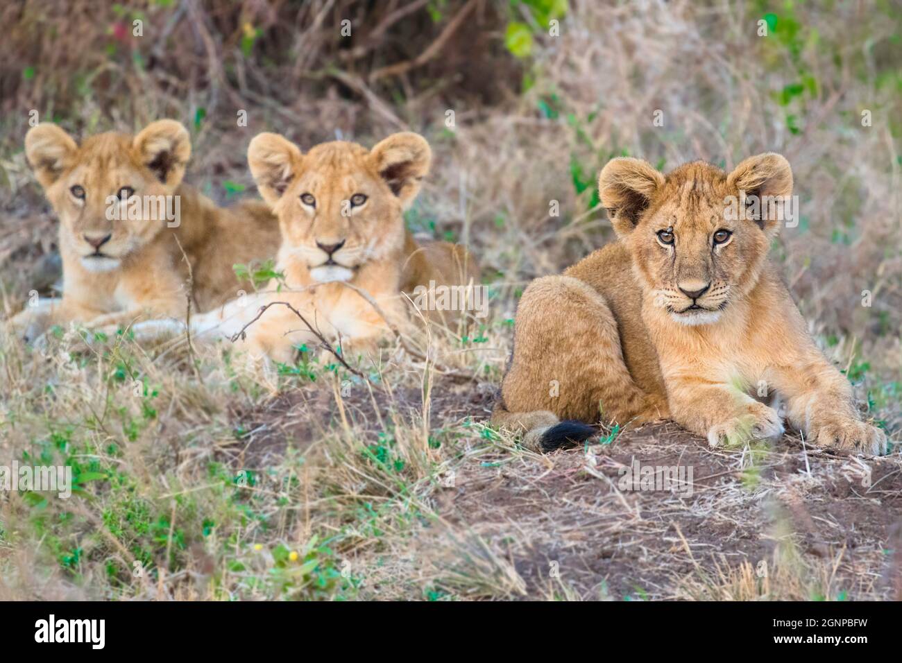 Le futur roi de la savane africaine est devant notre regard Banque D'Images