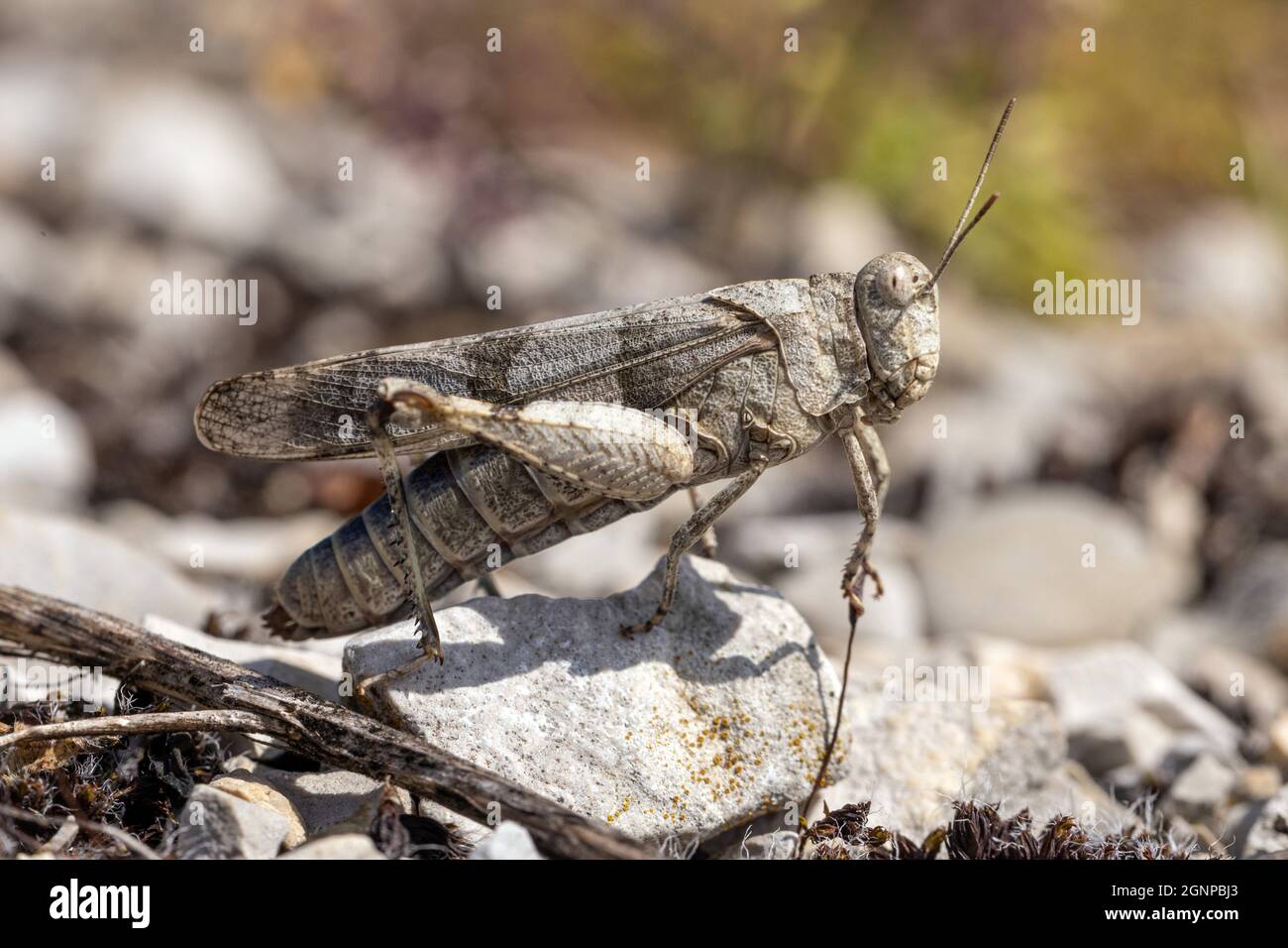 Sauterelle à ailes bleues, sauterelle à ailes bleues, sauterelle à ailes bleues (Sphingonotus caerulans), femelle sur chemin de gravier, Allemagne, Banque D'Images