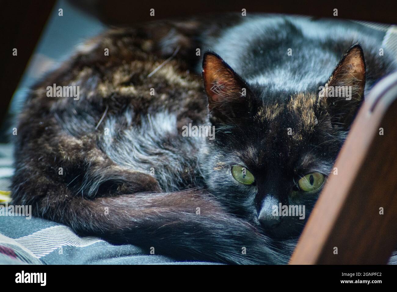 Portrait d'un chat tortoiseshell, allongé sur une chaise de jardin en bois avec coussin Banque D'Images