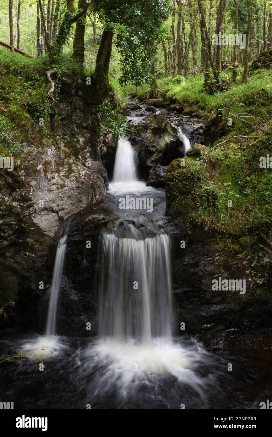 Cascade, bois de la réserve RSPB Crie, Galloway, Scotland, UK Banque D'Images