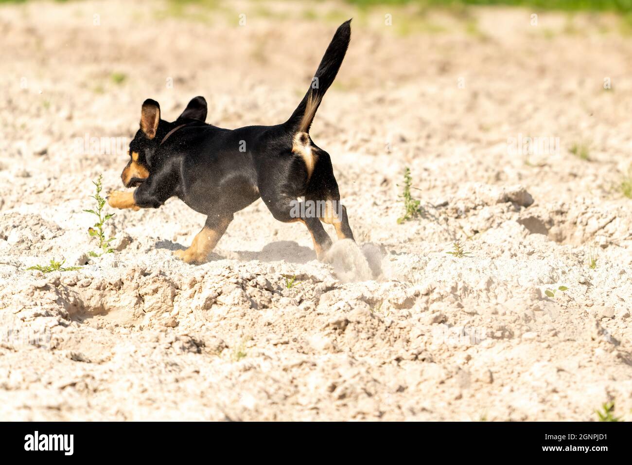 Jack Russell Terrier marche sur le sable jaune. Le jeune chien brun-noir joue et s'amuse. Vu de l'arrière pendant le saut. Le sable vole autour Banque D'Images
