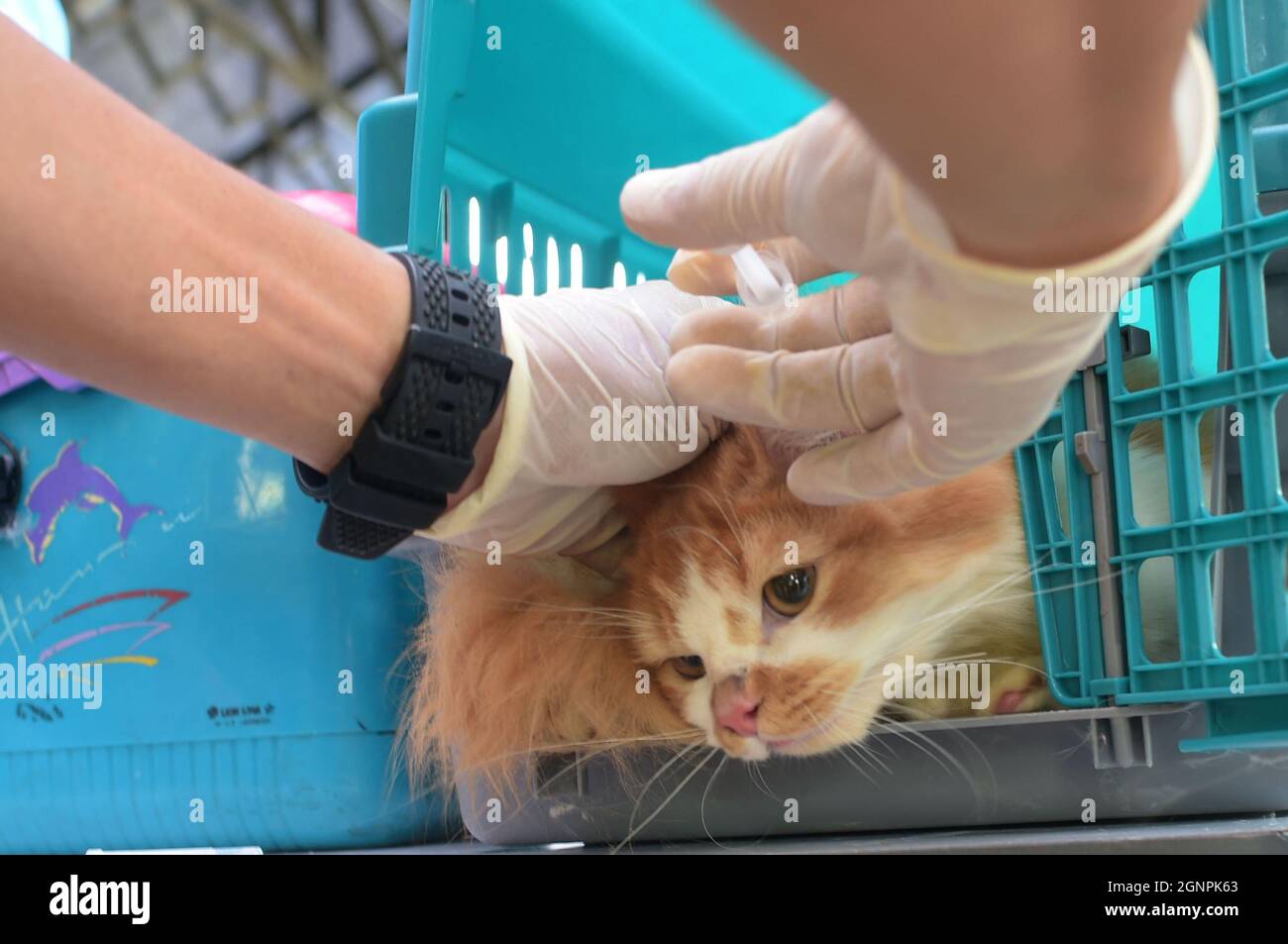 (210927) -- JAKARTA, 27 septembre 2021 (Xinhua) -- Un chat de compagnie reçoit un vaccin gratuit contre la rage à Jakarta, Indonésie, 27 septembre 2021. La Journée mondiale de la rage est célébrée le 28 septembre afin de sensibiliser les animaux de compagnie à la prévention de la rage. (Xinhua/Zulkarnain) Banque D'Images