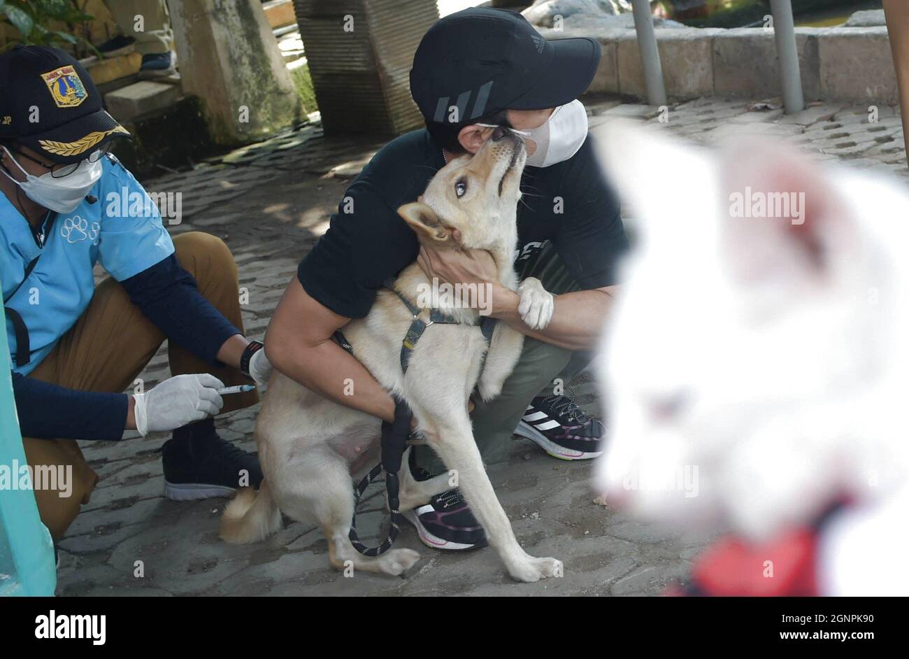 Jakarta, Indonésie. 27 septembre 2021. Un chien de compagnie reçoit un vaccin gratuit contre la rage à Jakarta, Indonésie, le 27 septembre 2021. La Journée mondiale de la rage est célébrée le 28 septembre afin de sensibiliser les animaux de compagnie à la prévention de la rage. Credit: Zulkarnain/Xinhua/Alamy Live News Banque D'Images
