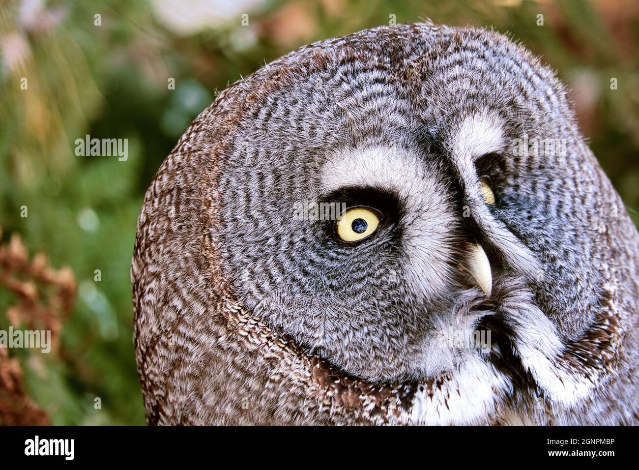 un hibou barré du zoo. le regard est dirigé vers le spectateur. beau plumage et yeux brillants Banque D'Images